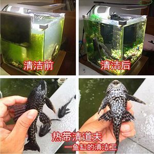觀賞魚缸的清潔技巧觀賞魚缸的清潔技巧與飼養誤區：觀賞魚缸清潔技巧