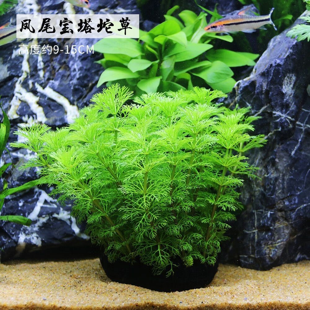 利口福魚缸：利口福魚缸飼料價格