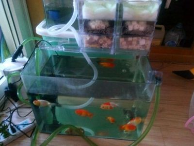 魚缸養(yǎng)魚怎么養(yǎng)才能養(yǎng)好（養(yǎng)好魚缸里的魚需要注意以下幾點(diǎn)：要給魚兒提供適宜的生活環(huán)境）