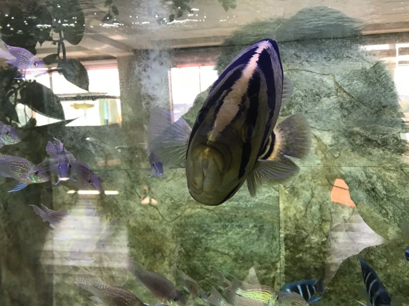 魚缸多久清洗一次，：海豹搬家公司教大家如何搬運魚缸搬家收費金額并不固定
