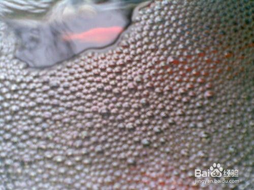 魚缸水怎么那么多泡泡呢，如何調(diào)節(jié)魚缸水質(zhì)污染的處理方法 魚缸水怎么那么多泡泡呢，如何調(diào)節(jié)魚缸水質(zhì)污染的處理方法 魚缸百科 第4張