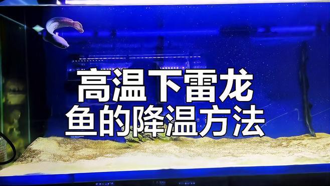 哪種雷龍魚耐高溫