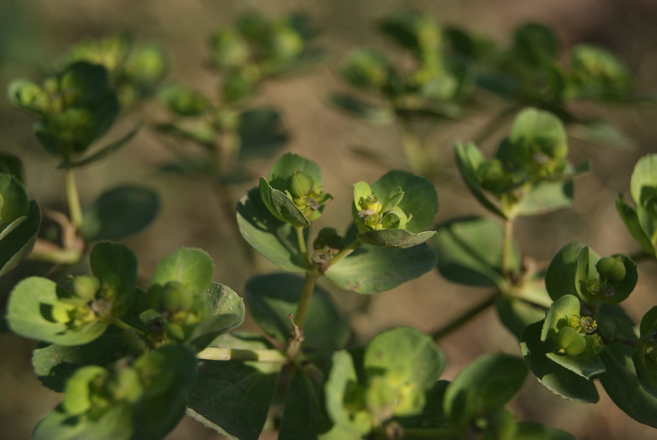 化德縣萬紫千紅花卉綠植店
