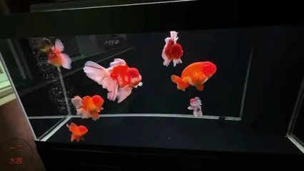 描述魚缸好的詞語：如何選擇魚缸材質