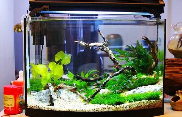 底濾魚缸如何拆卸：底濾魚缸拆卸后的存放方法，底濾魚缸生態恢復注意事項