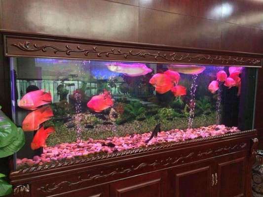 底濾魚缸如何拆卸：底濾魚缸拆卸后的存放方法，底濾魚缸生態(tài)恢復注意事項