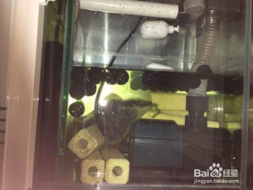 底濾魚缸如何拆卸：底濾魚缸拆卸后的存放方法，底濾魚缸生態(tài)恢復注意事項