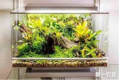 如何選擇魚缸造景材料魚缸造景材料魚缸造景的造景技巧：關于魚缸造景的一些建議