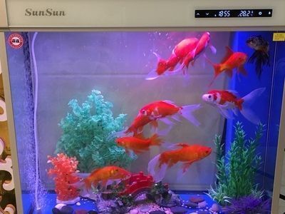 森森魚缸底濾使用視頻：森森魚缸底濾使用視頻教程