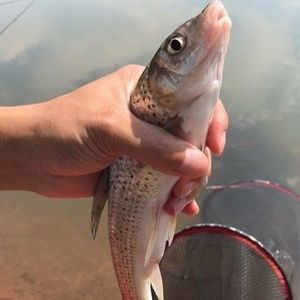 朱巴利魚苗食物選擇指南：朱巴利魚苗與龍魚苗區別,朱巴利魚苗最佳喂養時間