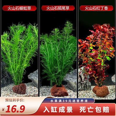 狗頭魚魚缸布景指南，您可以為您的狗頭魚打造一個(gè)既美觀又適宜生活的魚缸布景：狗頭魚水族箱布景指南