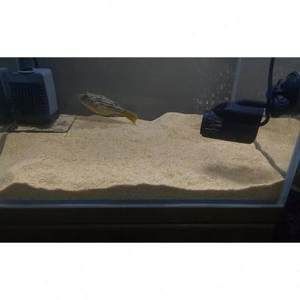 狗頭魚魚缸布景指南，您可以為您的狗頭魚打造一個(gè)既美觀又適宜生活的魚缸布景：狗頭魚水族箱布景指南