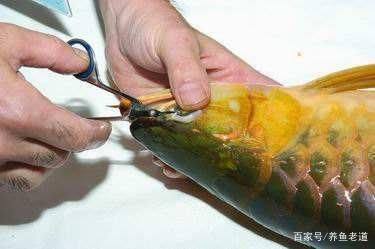 龍魚瘋狂撞缸怎么回事啊：龍魚瘋狂撞缸怎么回事？原因分析與解決方法