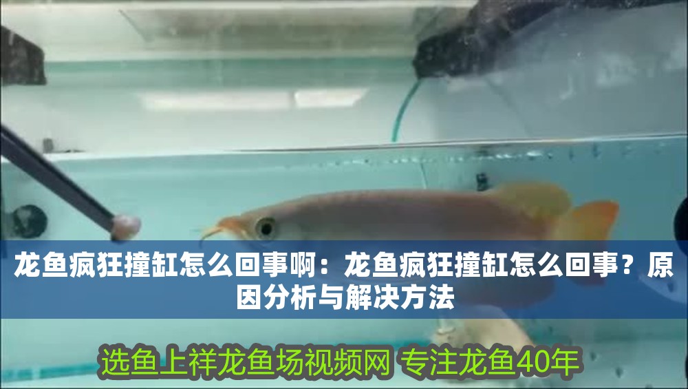 龍魚瘋狂撞缸怎么回事啊：龍魚瘋狂撞缸怎么回事？原因分析與解決方法