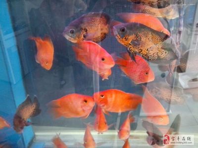 廣饒縣有多家店鋪銷售魚缸：如何選擇合適的魚缸