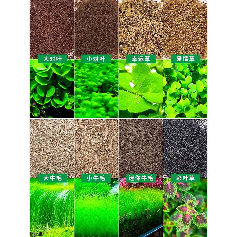 魚缸彩葉草的養殖方法和注意事項視頻教程：彩葉草的養殖方法和注意事項