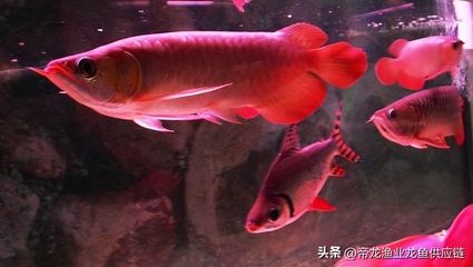 能和龍魚一起養的魚（適合與龍魚一起生活的魚類）