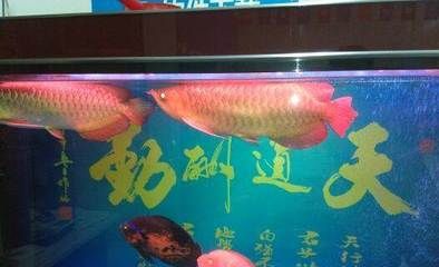 紅龍金龍魚的價格走勢圖：\"紅龍金龍魚價格走勢圖