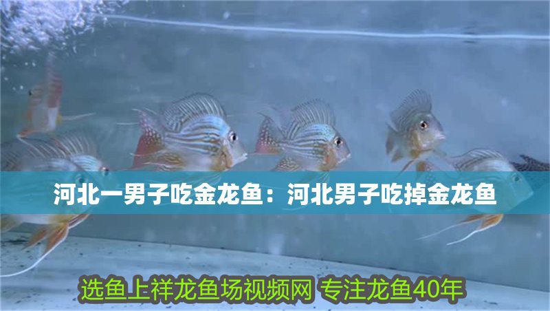 100萬的金龍魚被清蒸