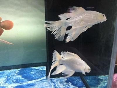 蝴蝶錦鯉魚缸尺寸的建議：養活蝴蝶錦鯉最小魚缸尺寸是10升的缸：關于蝴蝶錦鯉魚缸尺寸的建議