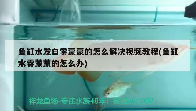 青島嶗山區錦澤璇水族店