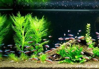 魚缸腥臭怎么處理？：養(yǎng)魚新手入門指南