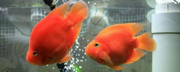 紅鸚鵡魚在魚缸里產卵（紅鸚鵡魚的繁殖技術） 紅鸚鵡魚在魚缸里產卵（紅鸚鵡魚的繁殖技術） 魚缸百科 第2張