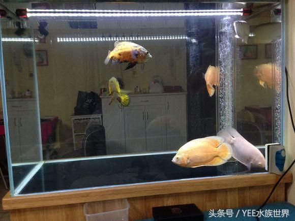 換水魚(yú)缸用殺菌燈嗎視頻（魚(yú)缸換水后使用殺菌燈是否需要?dú)⒕鸁舻年P(guān)鍵在于養(yǎng)魚(yú)）