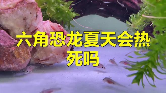 六角恐龍魚溫度