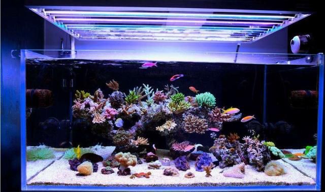 珊瑚養護科學指南珊瑚養護的科學指南珊瑚養護的科學指南：如何選擇適合的海缸？