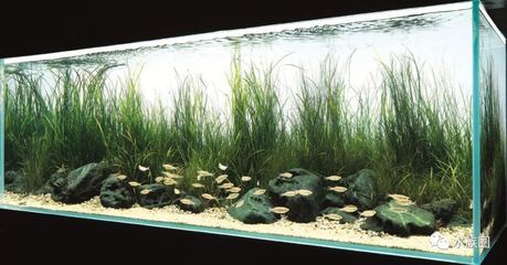 海石可以放入魚缸嗎？：海石可以放入淡水魚缸中養的魚的種類以及海石本身的特性