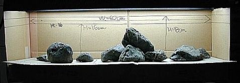 海石可以放入魚缸嗎？：海石可以放入淡水魚缸中養的魚的種類以及海石本身的特性