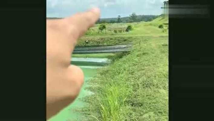 龍魚小缸能養嗎：小缸養龍魚是否適合在小缸中養