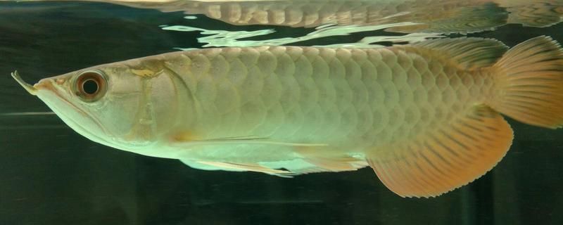 龍魚小缸能養嗎：小缸養龍魚是否適合在小缸中養