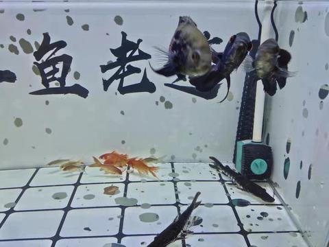 撫順市新?lián)釁^(qū)倬聞水族館