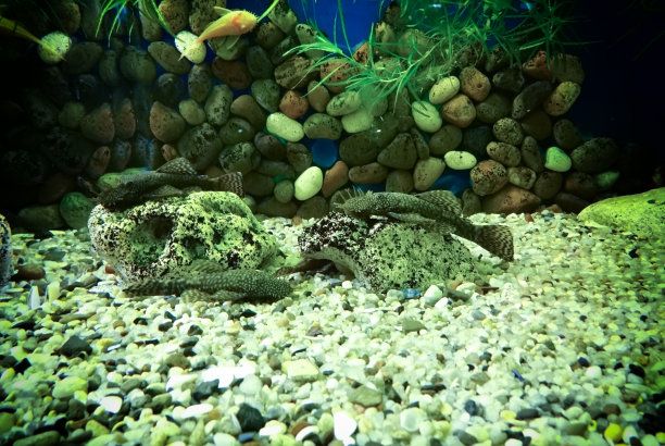 六角恐龍魚的魚缸里能放水草嗎：六角恐龍魚的魚缸里是否能放水草六角恐龍魚魚缸水質維護方法