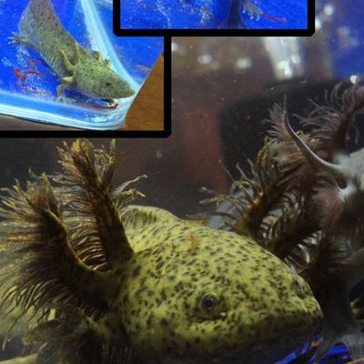 六角恐龍魚的魚缸里能放水草嗎：六角恐龍魚的魚缸里是否能放水草六角恐龍魚魚缸水質維護方法