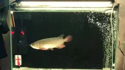 金龍魚吃不吃小魚：關(guān)于金龍魚吃不吃小魚的詳細(xì)解釋金龍魚吃小魚怎么辦