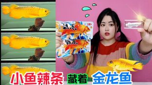 金龍魚吃不吃小魚：關(guān)于金龍魚吃不吃小魚的詳細(xì)解釋金龍魚吃小魚怎么辦