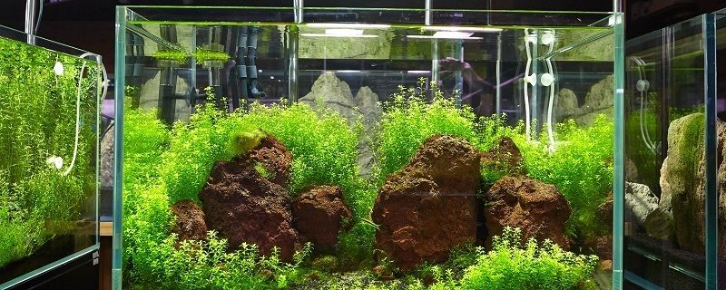 魚缸背景紙貼法視頻：如何將魚缸背景紙貼在魚缸上