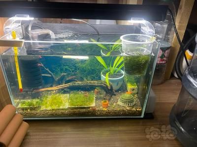 沉木的處理方法：放魚缸的木頭應該如何處理