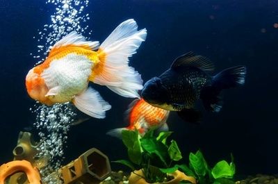 龍魚得水霉病是什么癥狀呢：如何有效治療龍魚水霉病