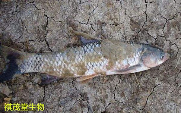 龍魚得水霉病是什么癥狀呢：如何有效治療龍魚水霉病