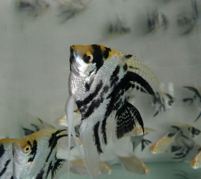 龍魚得水霉病是什么癥狀呢：如何有效治療龍魚水霉病
