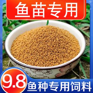 河源龍魚魚缸：河源龍魚魚缸，打造優雅水族世界的藝術與科學