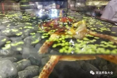 能和龍魚一起養的龜（將龜和龍魚一起養之前，有幾個關鍵因素需要考慮）