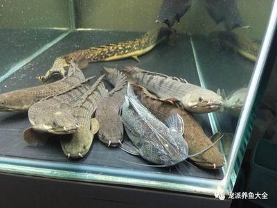 能和龍魚一起養的龜（將龜和龍魚一起養之前，有幾個關鍵因素需要考慮）