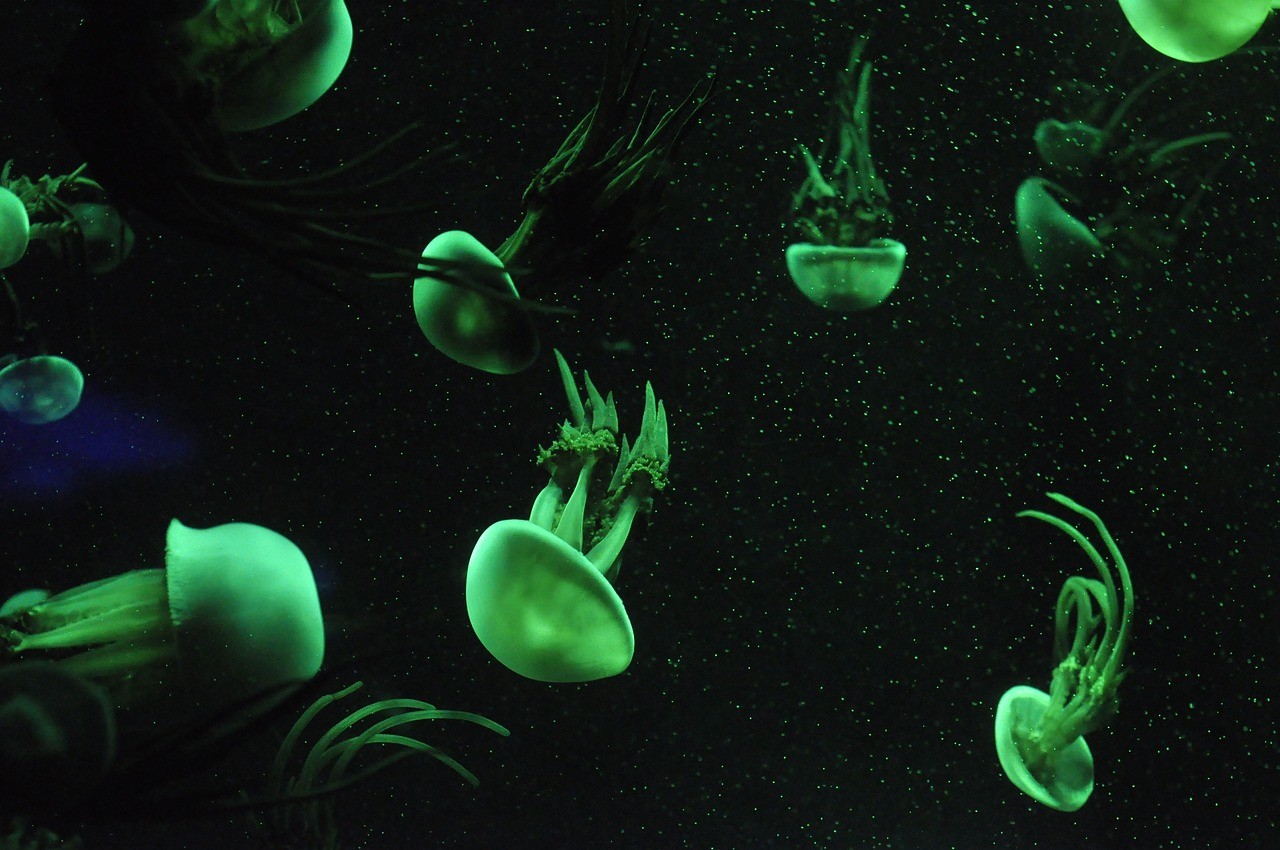 蚌埠市碧波水族館 （蚌埠市碧波水族館電話）