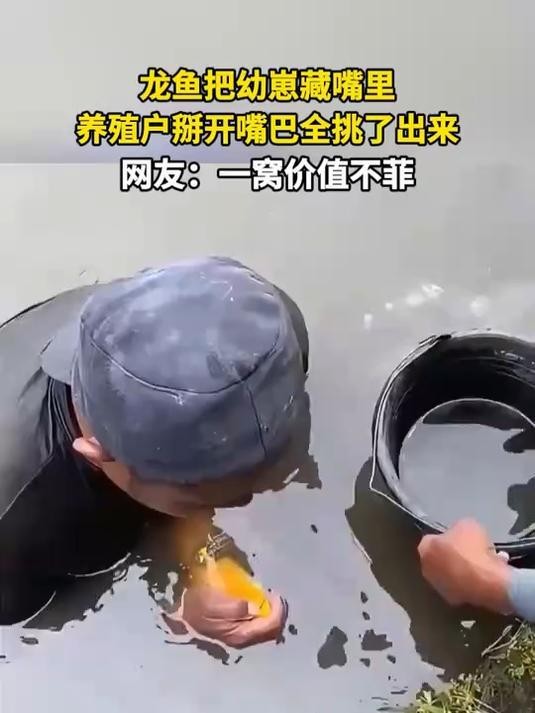 龍魚苗發色會影響生長嗎？