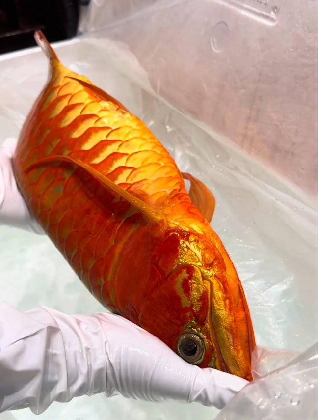 濟寧龍魚魚場地址在哪里呀